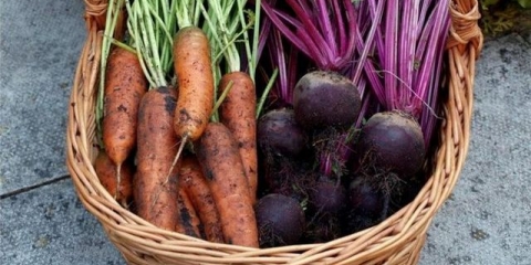 Kada saditi šargarepu i cveklu